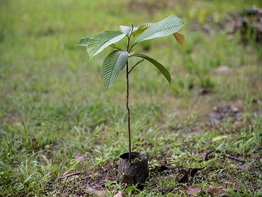 tree-planting image