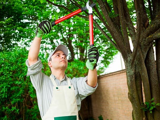 tree-trimming image